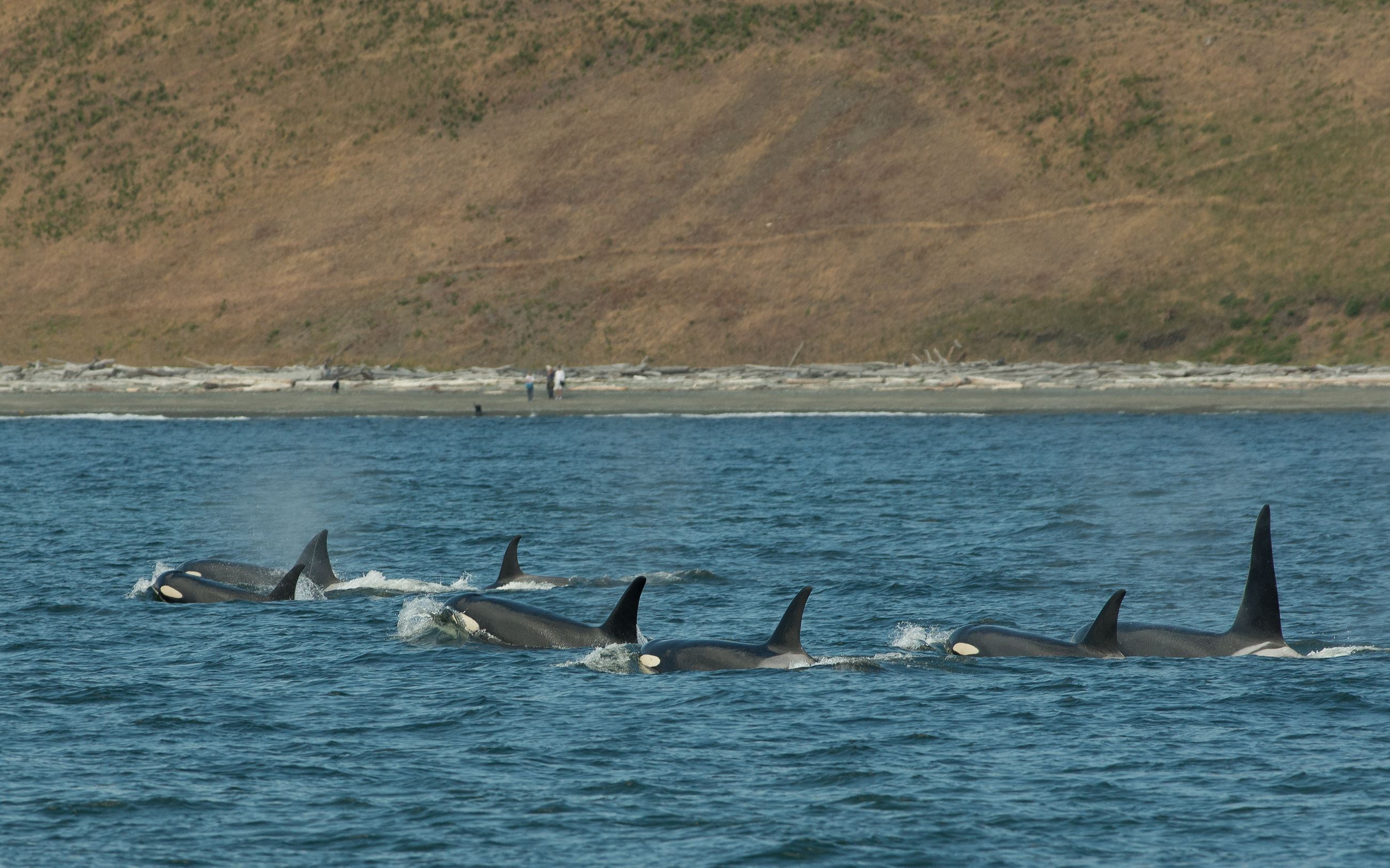 J Pod by Katie Jones