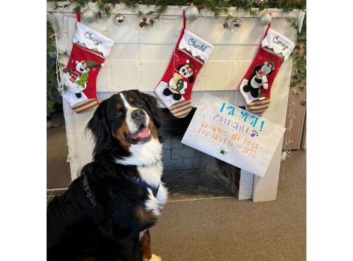 Churchill Celebrity Dog