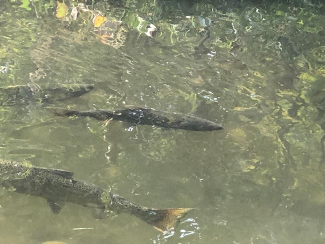 salmon swimming in Cascade Creek