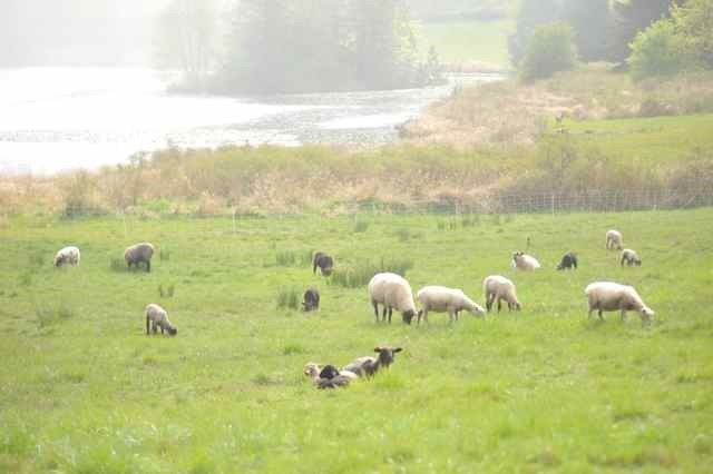 Sheep grazing