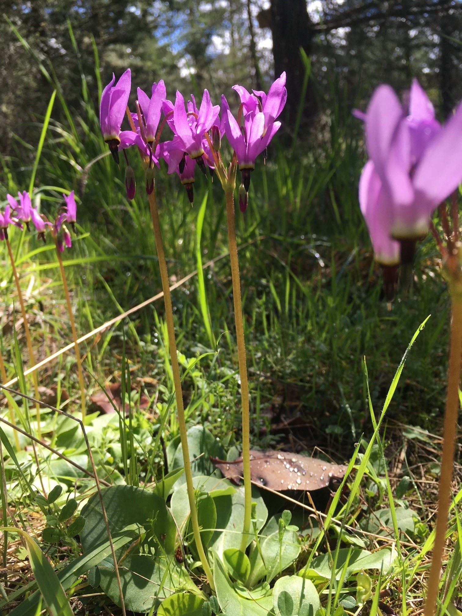 Shooting stars (Dodecatheon hendersonii) along the hillside