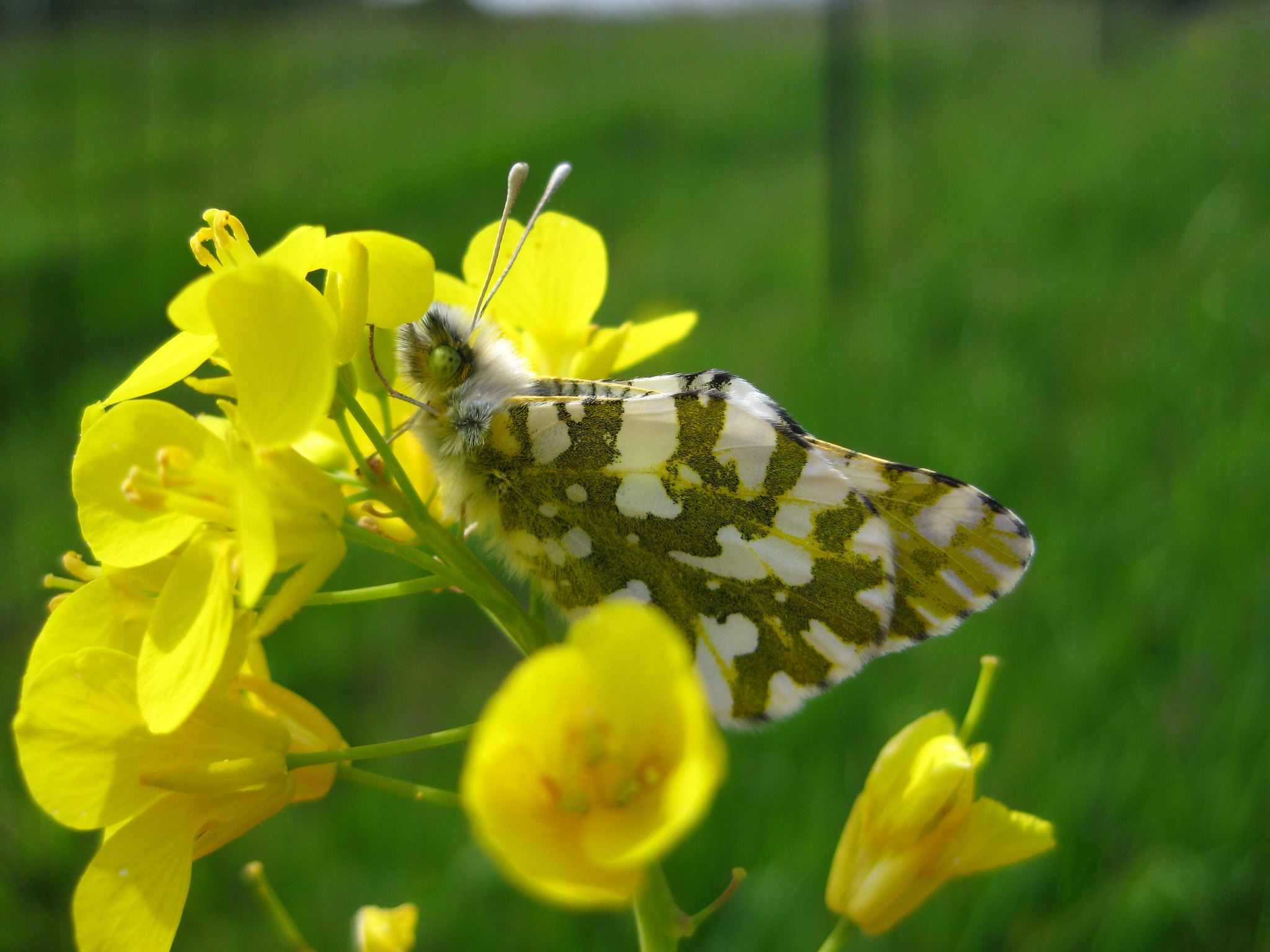 island marble butterfly by Karen ReaganUSFWS
