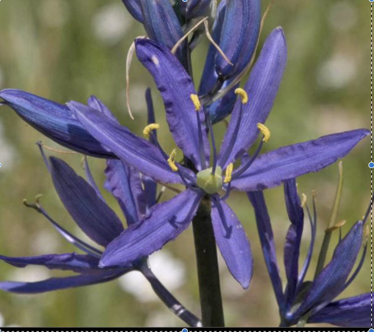 camassia quamash
